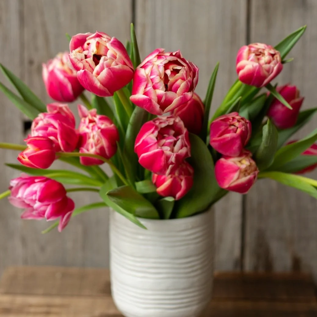 Tulip - Columbus — Pretty Flower Farm